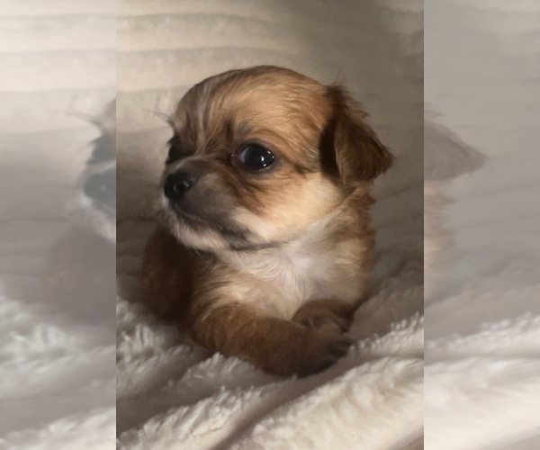Medium Photo #1 Chihuahua Puppy For Sale in ADAMSVILLE, TN, USA