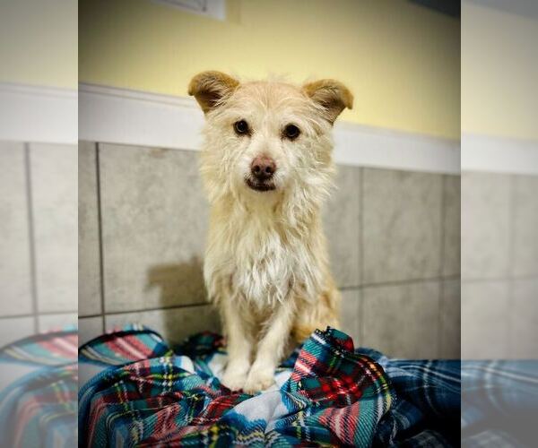 Medium Photo #1 Mutt Puppy For Sale in Pacolet, SC, USA