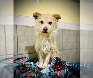 Mutt Dogs for adoption in Pacolet, SC, USA