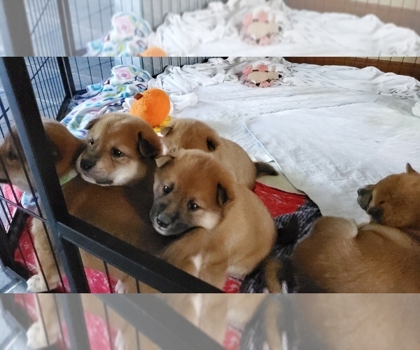 Medium Photo #10 Shiba Inu Puppy For Sale in SOMERSWORTH, NH, USA