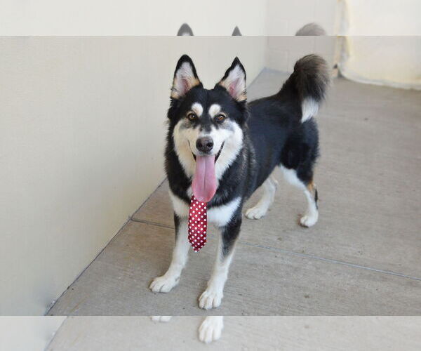Medium Photo #2 Huskies -Unknown Mix Puppy For Sale in McKinney, TX, USA