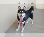 Small #1 Huskies  Mix