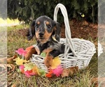 Small #2 Dachshund