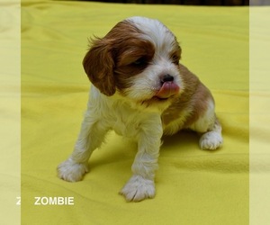 Cavalier King Charles Spaniel Puppy for sale in CHADDS FORD, PA, USA