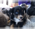 Small #18 Miniature Australian Shepherd