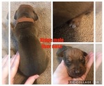 Small Photo #10 Rhodesian Ridgeback Puppy For Sale in LEFORS, TX, USA