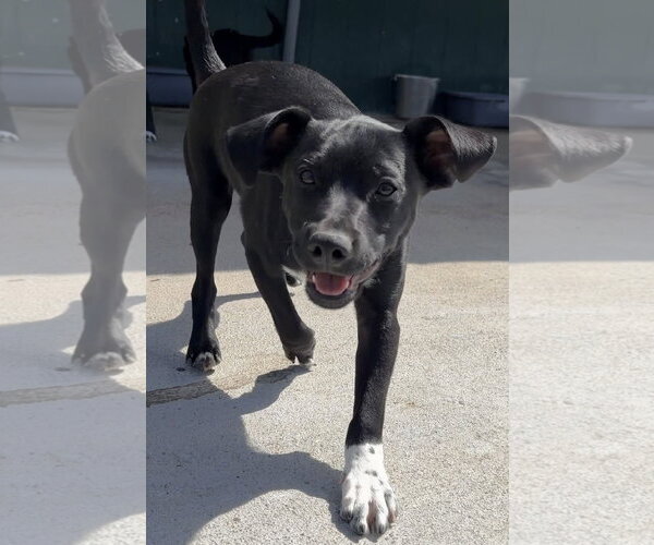 Medium Photo #3 Boston Terrier-Labrador Retriever Mix Puppy For Sale in Green Forest, AR, USA