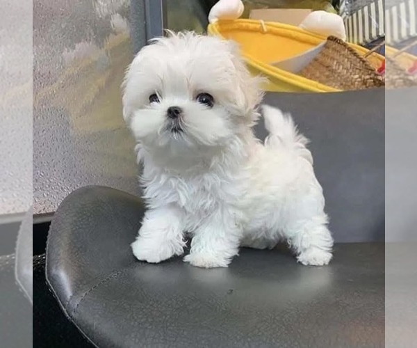Medium Photo #3 Maltese Puppy For Sale in CLERMONT, FL, USA