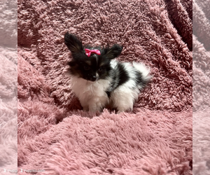 Papillon Puppy for sale in BELTON, MO, USA