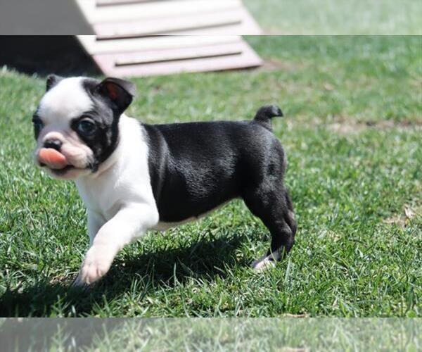Medium Photo #2 Boston Terrier Puppy For Sale in ORO VALLEY, AZ, USA