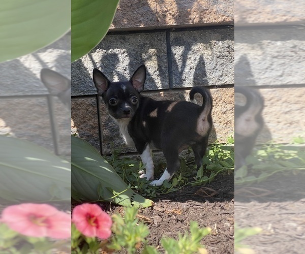 Medium Photo #6 Chihuahua Puppy For Sale in CANOGA, NY, USA