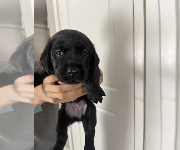 Medium Photo #1 Labrador Retriever Puppy For Sale in CHINO HILLS, CA, USA