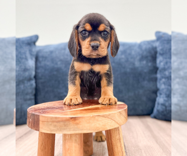 Medium Photo #2 Beaglier Puppy For Sale in MILLERSBURG, OH, USA