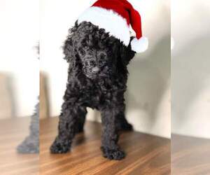 Goldendoodle (Miniature) Puppy for sale in ORLANDO, FL, USA