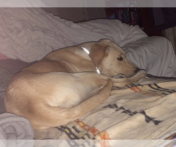 Medium Photo #1 Labrador Retriever-Unknown Mix Puppy For Sale in Aurora, IN, USA