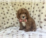 Small #9 Cavapoo