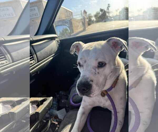 Medium Photo #7 Bulldog-Unknown Mix Puppy For Sale in Chandler, AZ, USA