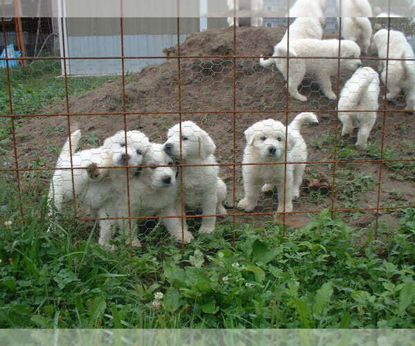 Medium Photo #5 Great Pyrenees Puppy For Sale in BETHLEHEM, CT, USA