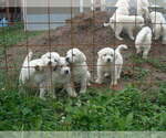 Small #4 Great Pyrenees