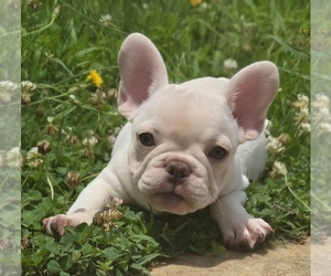 French Bulldog Puppy for Sale in JONESBORO, Georgia USA