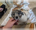 Small Photo #7 Dameranian Puppy For Sale in SCOTTVILLE, MI, USA