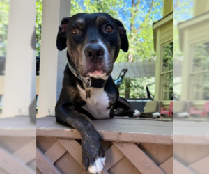 Labrador Retriever-Unknown Mix Dogs for adoption in Decatur, GA, USA