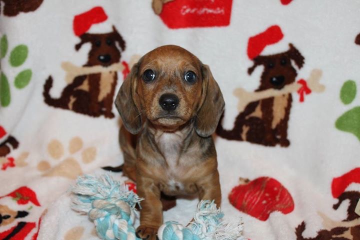 Medium Photo #1 Dachshund Puppy For Sale in KINGSLAND, TX, USA