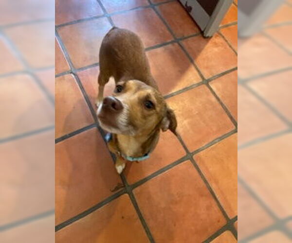 Medium Photo #6 Beagle-Unknown Mix Puppy For Sale in San Diego, CA, USA