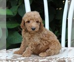 Small Photo #7 Labradoodle-Poodle (Miniature) Mix Puppy For Sale in PARADISE, PA, USA