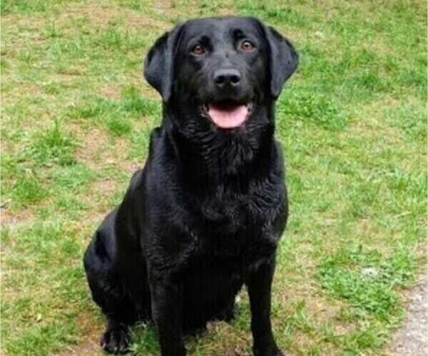 Medium Photo #7 Labrador Retriever Puppy For Sale in SHELTON, WA, USA