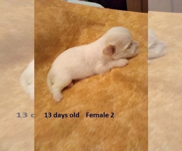 Medium Photo #10 Havanese Puppy For Sale in DREXEL, MO, USA