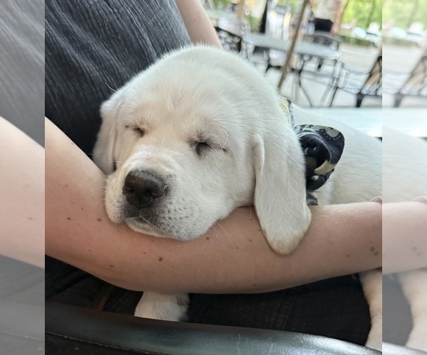 Medium Photo #6 Labrador Retriever Puppy For Sale in GREER, SC, USA