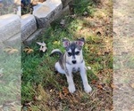 Puppy Aslan Schnauzer (Miniature)-Siberian Husky Mix