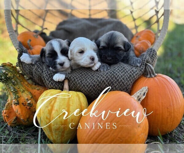 Medium Photo #1 Havanese Puppy For Sale in NIANGUA, MO, USA