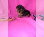 Puppy 2 Yorkshire Terrier