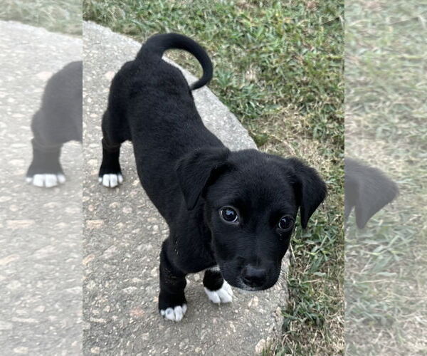 Medium Photo #3 Labrador Retriever-Unknown Mix Puppy For Sale in Garner, NC, USA