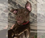 Small #3 American Pit Bull Terrier-Chocolate Labrador retriever Mix