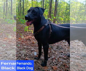 Labrador Retriever-Unknown Mix Dogs for adoption in Farmerville, LA, USA