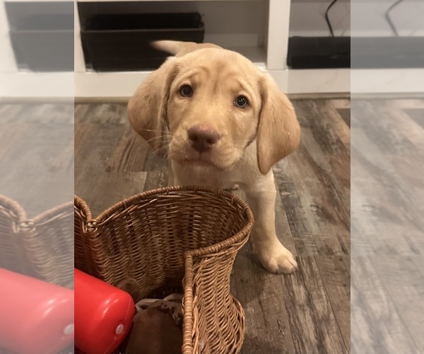Medium Photo #3 Labrador Retriever Puppy For Sale in VANCOUVER, WA, USA