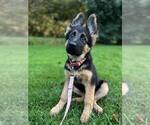 Small Photo #143 German Shepherd Dog Puppy For Sale in LA FAYETTE, NY, USA