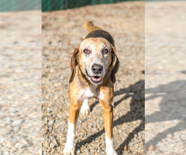 Medium Photo #2 Mutt Puppy For Sale in Hilton Head, SC, USA