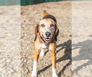 Beatrice - Female Mutt Dog for Adoption - Photo #2
