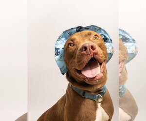 Labrador Retriever-Unknown Mix Dogs for adoption in Rowlett, TX, USA