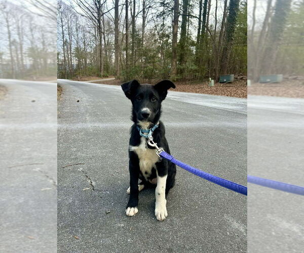 Medium Photo #1 Mutt Puppy For Sale in Candler, NC, USA