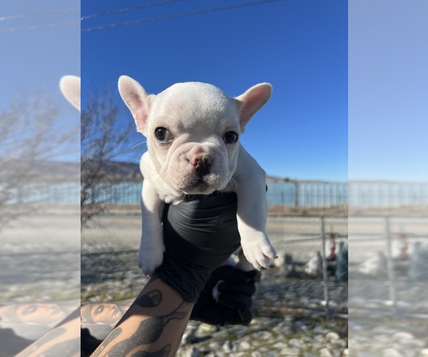 Medium Photo #11 French Bulldog Puppy For Sale in PHELAN, CA, USA
