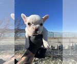 Puppy Alo French Bulldog