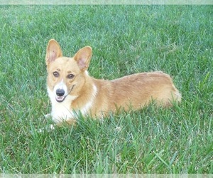 Mother of the Pembroke Welsh Corgi puppies born on 01/12/2020