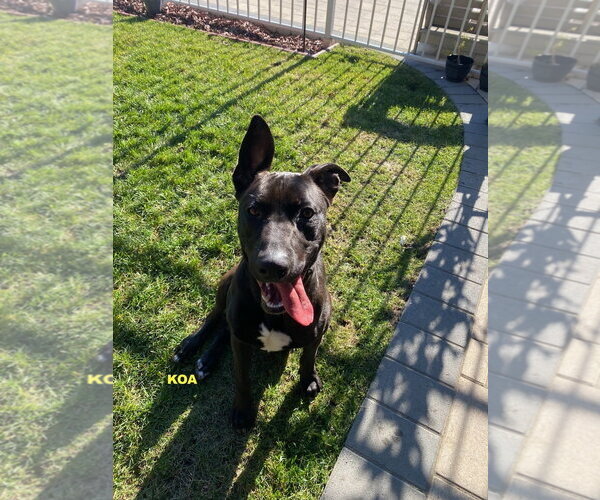 Medium Photo #5 Labrador Retriever-Unknown Mix Puppy For Sale in Woodland Hills, CA, USA