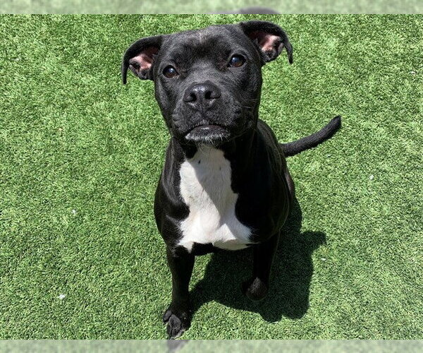 Medium Photo #2 Mutt Puppy For Sale in Moreno Valley, CA, USA