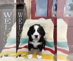 Puppy koazy Bernese Mountain Dog